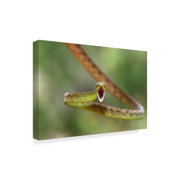 Jim Cumming 'Green Parrot Snake' Canvas Art,30x47